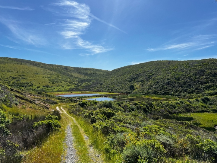 Marin County herp habitat